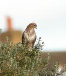 Buzzard