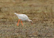 Redshank