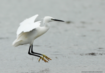 Little Egret