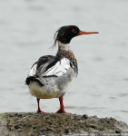 Red-breasted Merganser