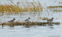 Grey Plovers