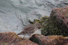 Purple Sandpiper