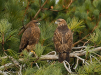 Buzzards