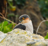 Sparrowhawk