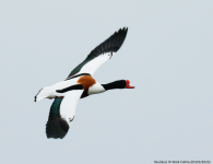 Shelduck