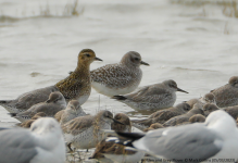 Plovers