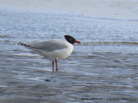 Mediterranean Gull