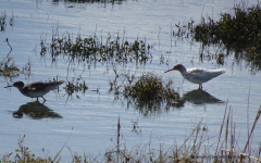 Redshank