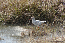 Redshank