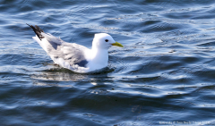 Kittiwake