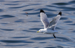 Kittiwake