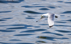 Kittiwake