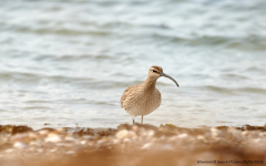 Whimbrel