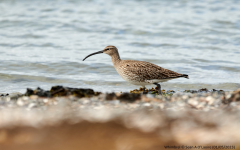 Whimbrel