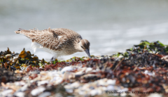 Whimbrel