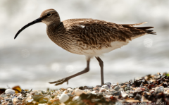 Whimbrel