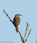 Sedge Warbler