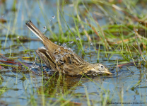 Meadow Pipit