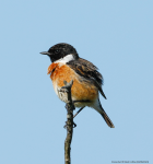 Stonechat