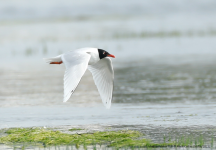 Mediterranean Gull