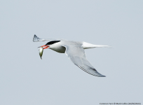 Common Tern