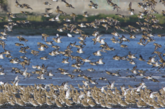 Golden Plover