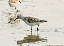 Sanderling