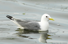 Kittiwake