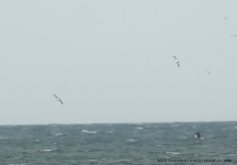 Manx Shearwaters