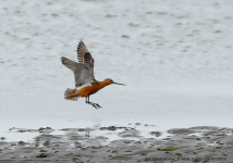 Bar-tailed Godwit