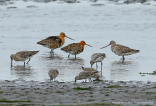 Knot and Godwits