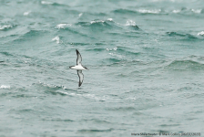 Manx Shearwater