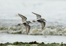 Dunlins