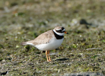 Ringed Plover