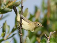 Willow Warbler