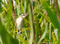 Sedge Warbler