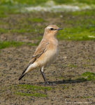 Wheatear