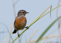 Stonechat