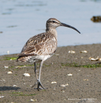 Whimbrel