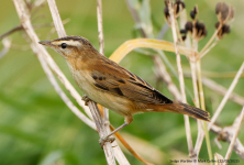 Sedge Warbler