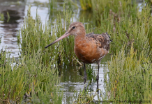 Black-tailed Godwit