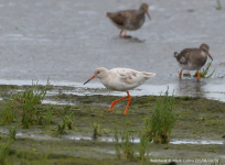 Redshank