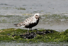 Grey Plover