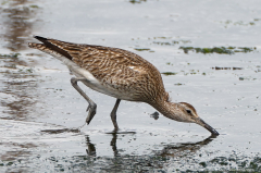 Whimbrel