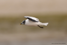 Sabine's Gull