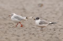 Sabine's Gull