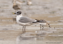 Sabine's Gull