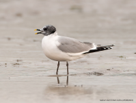 Sabine's Gull