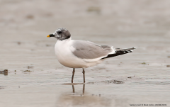 Sabine's Gull