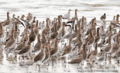 Black-tailed Godwits